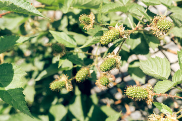 Aufkleber - Close up of beautiful fresh green fresh blackberries on a blackberry bush, on a farm. Background fresh's young berries. Macro photography view.