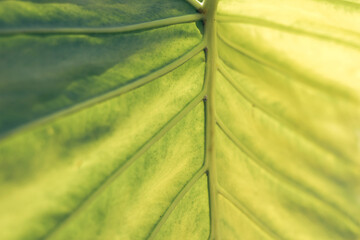 Poster - Close up beautiful green yellow leaf background texture. Macro photography view..