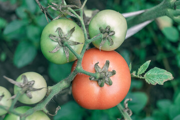 Poster - Beautiful fresh tomatoes flowering bush. Close up of a bush of red tomato. Natural background, large bush.