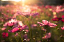 Pink Cosmos Flowers