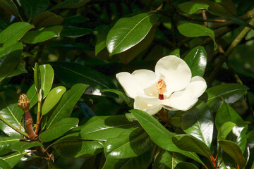 Wall Mural - White Magnolia Graniflora flower in full bloom in the summer sunshine