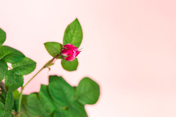 Sticker - Beautiful flowers. Rose on a pink background. The photo contains a copy of the location for a wedding, birthday, party or other celebration.