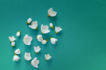 Wall Mural - Beautiful white jasmine flowers on a blue background. Flat lay with copy space for the wedding, birthday, party or other celebration.