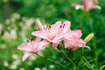 Poster - Beautiful lily flower on a background of green leaves. Lily flowers in the garden. Background texture with burgundy buds. Image of a flowering plant with crimson flowers of a varietal lily.