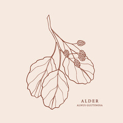 Hand drawn alder branch illustration