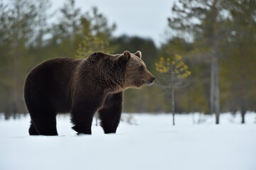 Wall Mural - european brown bear on snow early in sprint