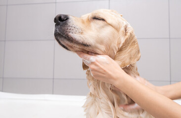 The girl's hands wash the dog in a bubble bath. The groomer washes his golden retriever with a shower