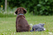 © Joachim Nyberg - labrador retriever puppy playing