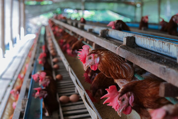 Wall Mural - Chickens breed eggs, The chicken took its head out of the cage to eat. chicken breed in the farm, selective point and blurred background