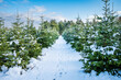 Winter landscape background. A footpath with footprints leads through a tree nursery with small and large snow-covered fir trees. Christmas tree farm on a sunny winter day.