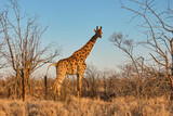 Fototapeta Sawanna - Tall Giraffe in the african bush