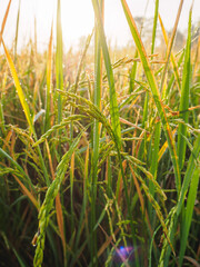 Wall Mural - close up of rice plants in rice field with sunlight.