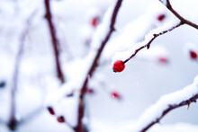 Beautiful Winter Detail Of A Snowy Twig With An Rose Hip With An Artistically Blurred Background