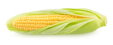 Fresh Whole Half Peeled Corn Cob Isolated On A White Background.