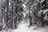 zima w lesie, droga przez zimowy las