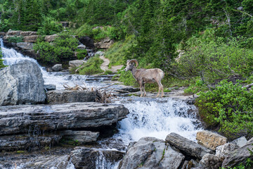 Wall Mural - Bighorn Sheep cross Lunch Creek on the Going to the Sun Road in Glacier National Park, Montana on a summer evening