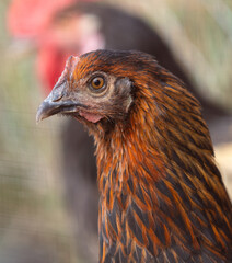 Poster - Portrait of a chicken on the farm.