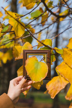 Autumn Leaf Coming Through Frame Being Held By Woman
