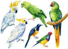 Parrot, Watercolor Tropical Birds, Macaw, Cockatoo, White Isolated Background, Hand Drawing