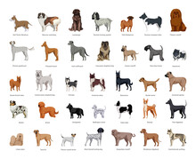 Collection Of Dogs Of Various Breeds In A Detailed Style. Realistic Illustrations.