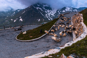 Poster - Sheeps on High Alpine Road in Grossglockner Austria at Dramatic Weather