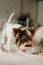 Yorkshire Terrier Drinking Tea In Cup At Home