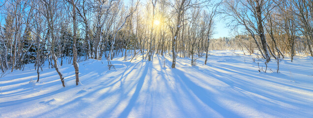 Wall Mural - winter sunny panoramic landscape - snowy forest and real sun. the untouched snow sparkles. trees cas