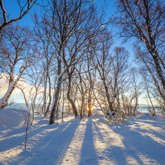 Wall Mural - winter park landscape, untouched snow. early sunny morning. long blue shadows on sparkling snow.