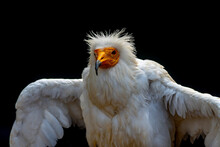 Neophron Percnopterus - The Egyptian Vulture, Abanto, Guirre Or Egyptian Vulture Is A Species Of Accipitriform Bird Of The Accipitridae Family.