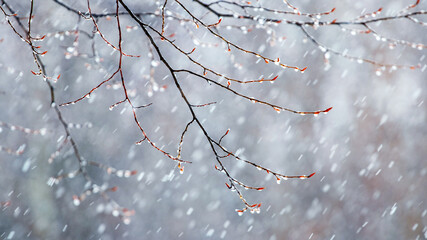 raindrops on a bare branch in the spring during the melting snow