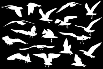 Sticker - eighting gull silhouette collection isolated on black