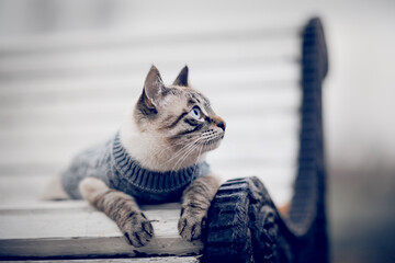 Wall Mural - Portrait of a Thai cat in a sweater on a park bench.