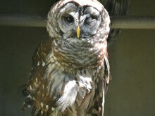 One-eyed Owl