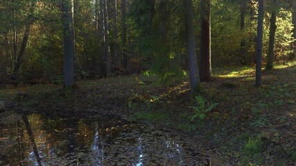 Wall Mural - Mystical forest pond with reflection of trees in autumn in the park. National park in Latvia. Green bench on the shore in yellow foliage. Sunlight on the bushes and trunks of fir trees.