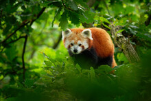 Red Panda - Ailurus Fulgens Walking And Climbing On The Branch In The Forest,  Carnivoran Native To The Eastern Himalayas And Southwestern China, Listed As Endangered On The IUCN Red List