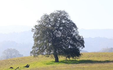 Wall Mural - Lone Oak tree and hazy rolling landscape in early autumn morning. Pearson-Arastradero Preserve, Santa Clara County, California, USA.