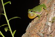 croaking male of European tree frog (Hyla arborea) on tree trunk during night