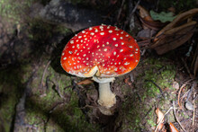 Fungi Amanita Muscaria Mushroom, Common But Toxic, Growing In Zealandia