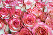 purple, pink roses background close-up