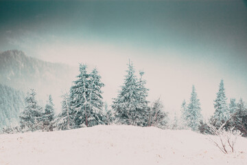 Christmas background with snowy fir trees in the mountains