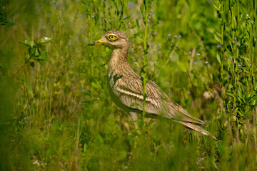 Wall Mural - The stone-curlew (Burhinus oedicnemus)