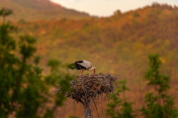 Wall Mural - White stork on the nest. Ornithology in Bulgaria. Stork in Rhodope mountains. 