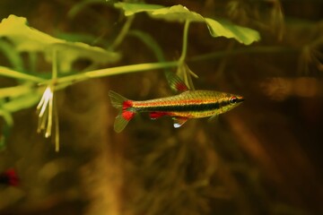 Wall Mural - young adult pencilfish, dim light in brown tannin stained water, ornamental blackwater fish native to Rio Negro basin, natural biotope design