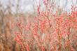 © Kylie - Red Christmas berries on branches