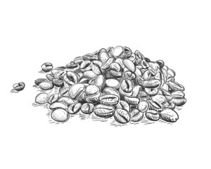 Hand drawn sketch black and white of coffee beans, seeds. Vector illustration. Elements in graphic style label, card, sticker, menu, package. Engraved style illustration.