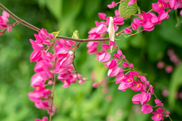 Wall Mural - Pink Mexican Creeper (Antigonon leptopus Hook.Arn.) blossoming in the garden. Pink vine flowers , Coral vine, Mexican creeper, Chain of love, Honolulu Creeper,Flower nectar. selective focus.