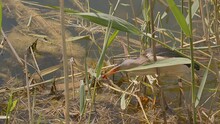 A Little Bittern (Ixobrychus Minutus) Hunting Amongst The Reeds At The Edge Of A Canal Eats A Scarlet Darter Dragonfly He Just Caught, At The Lake Kerkini Wetland In Northern Greece.