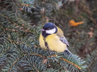 Cute bird Great tit, songbird sitting on the fir branch