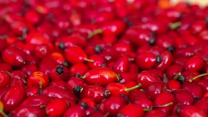 Wall Mural - Red rosehip moving composition, close up