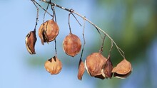 Close Up Shot Of A Branch Of Jacaranda Mimosifolia Pods And Seeds Hanging Against Blue Sky Background, Lightly Swaying In The Summer Breeze.